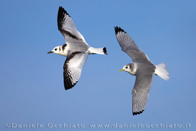 Black-legged Kittiwake (Rissa tridactyla)