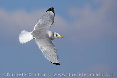 Black-legged Kittiwake (Rissa tridactyla)