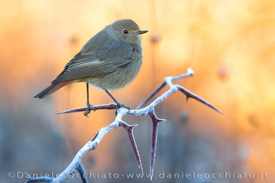 Black Redstart (Phoenicurus ochruros gibraltariensis)