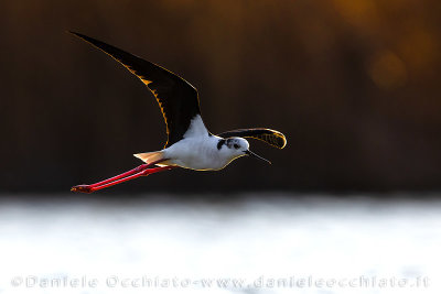 Black-winged Stilt (Himantopus himantopus)