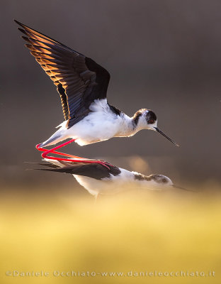 Black-winged Stilt (Himantopus himantopus)