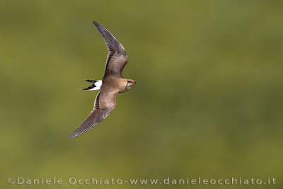 Collared Pratincole (Glareola pratincola)