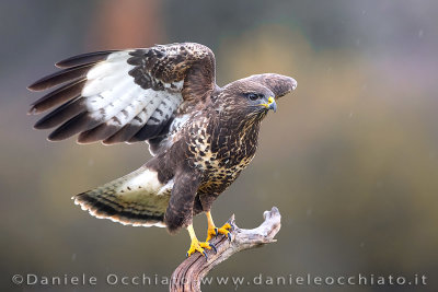 Common Buzzard (Buteo buteo)