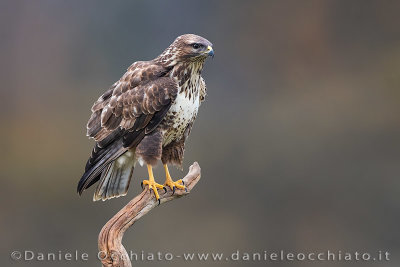 Common Buzzard (Buteo buteo)