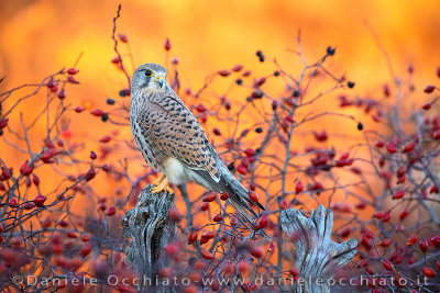 Common Kestrel (Falco tinnunculus)