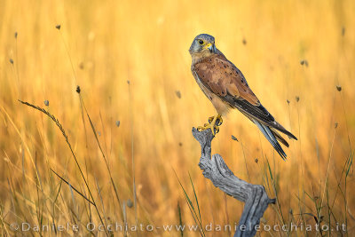 Common Kestrel (Falco tinnunculus)