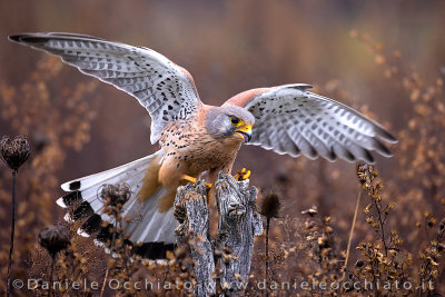 Common Kestrel (Falco tinnunculus)