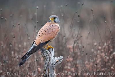 Common Kestrel (Falco tinnunculus)