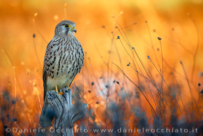 Common Kestrel (Falco tinnunculus)