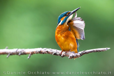 Common Kingfisher (Alcedo atthis)