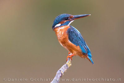 Common Kingfisher (Alcedo atthis)