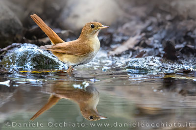 Common Nightingale (Luscinia megarhynchos)