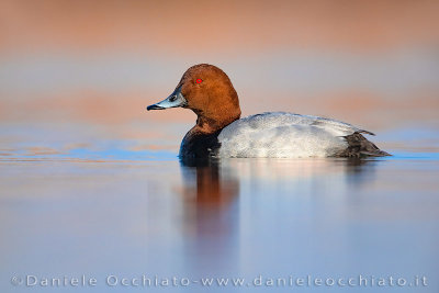 Common Pochard (Aythya ferina)