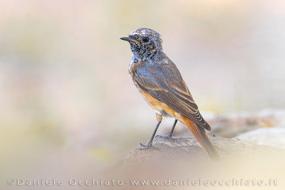 Common Redstart (Phoenicurus phoenicurus)