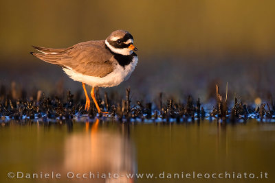 Ringed Plover (Corriere grosso)