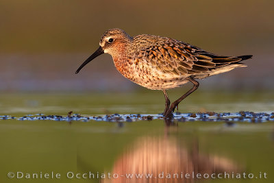 Curlew Sandpiper (Calidris ferruginea)