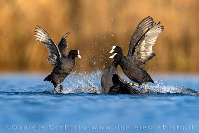 Eurasian Coot (Fulica atra)