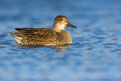 Eurasian Teal (Anas crecca)