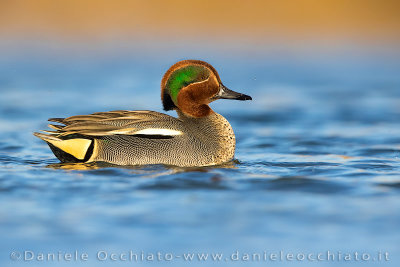 Eurasian Teal (Anas crecca)