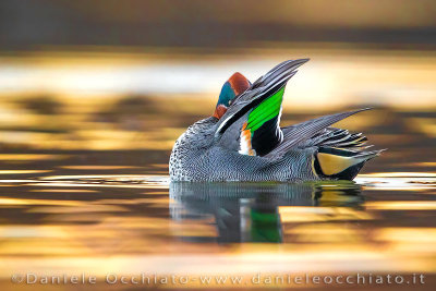 Eurasian Teal (Anas crecca)