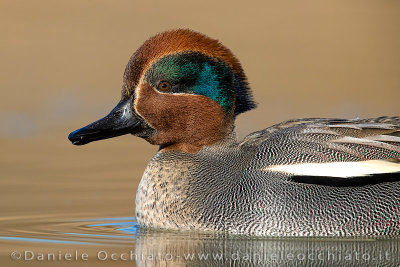 Eurasian Teal (Anas crecca)