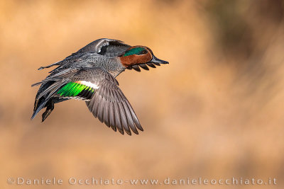 Eurasian Teal (Anas crecca)