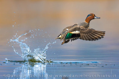 Eurasian Teal (Anas crecca)