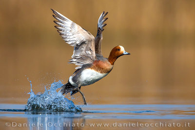 Eurasian Wigeon (Mareca penelope)