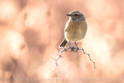 European Stonechat (Saxicola rubicola)