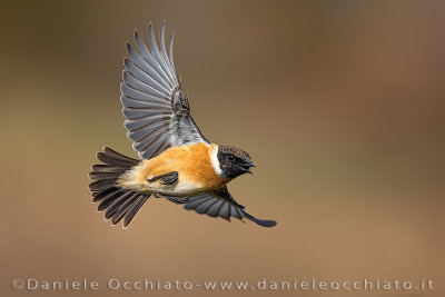 European Stonechat (Saxicola rubicola)