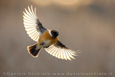 European Stonechat (Saxicola rubicola)