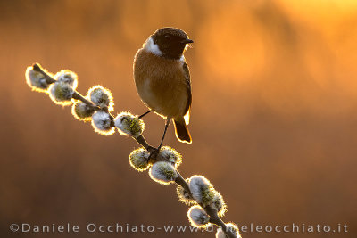 European Stonechat (Saxicola rubicola)