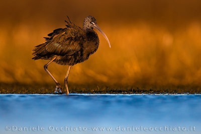 Glossy Ibis (Plegadis falcinellus)