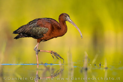 Glossy Ibis (Plegadis falcinellus)