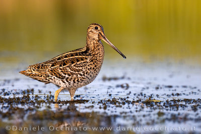 Great Snipe (Gallinago media)