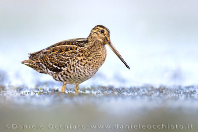 Great Snipe (Gallinago media)