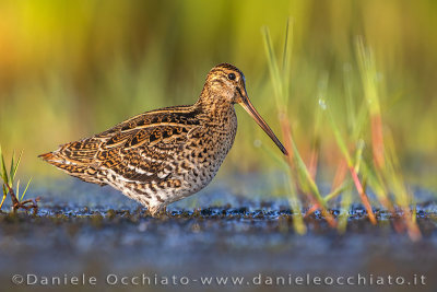 Great Snipe (Gallinago media)