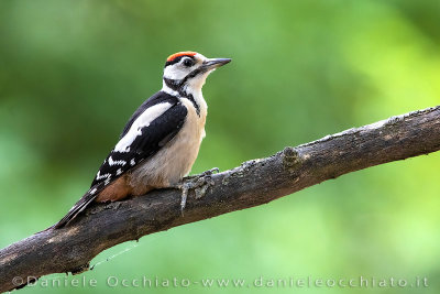 Great Spotted Woodpecker (Dendrocopos major)