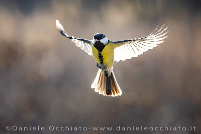 Great Tit (Parus major)