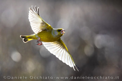 Greenfinch (Chloris chloris)