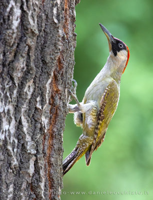 Green Woodpecker (Picchio verde)