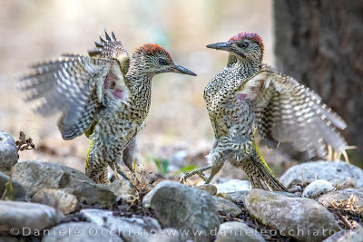 Green Woodpecker (Picus viridis)