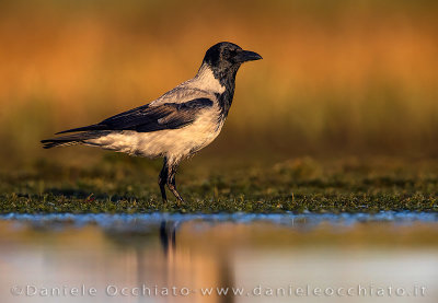 Hooded Crow (Corvus cornix)