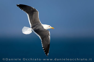 Lesser Black-backed Gull (Larus fuscus intermedius)
