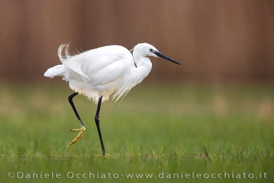 Little Egret (Egretta garzetta)