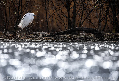 Little Egret (Egretta garzetta)