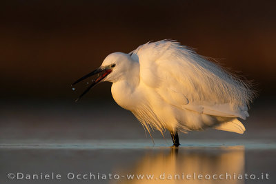 Little Egret (Egretta garzetta)