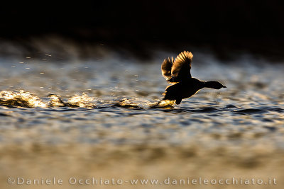 Little Grebe (Tachybaptus ruficollis)