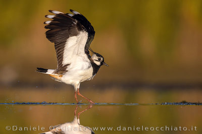 Northern Lapwing (Vanellus vanellus)