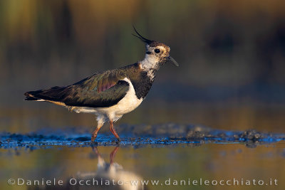 Northern Lapwing (Vanellus vanellus)